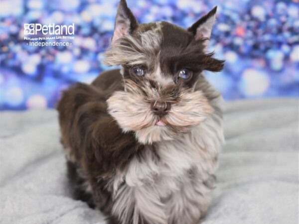 Miniature Schnauzer DOG Female Chocolate Merle 2413 Petland Independence, Missouri