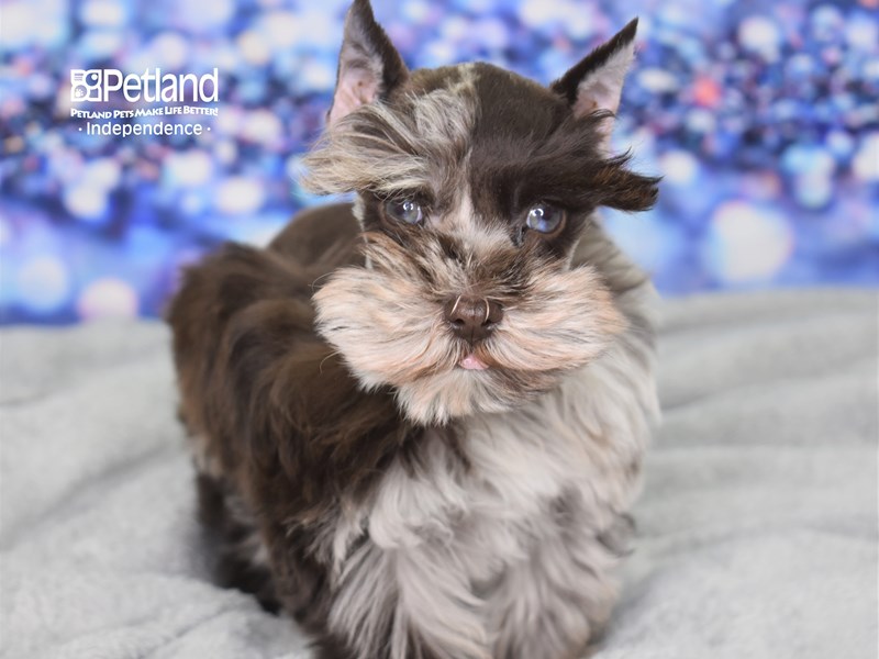 Miniature Schnauzer Puppy Chocolate Merle ID 2413 Located at