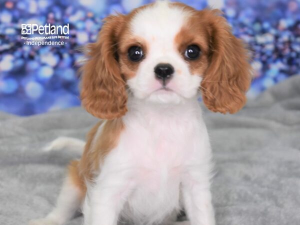 Cavalier King Charles Spaniel DOG Female Blenheim 2414 Petland Independence, Missouri