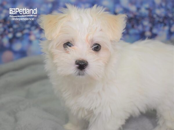 Maltese DOG Female White 2418 Petland Independence, Missouri