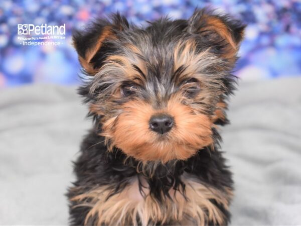 Yorkshire Terrier DOG Female Black and Gold 2419 Petland Independence, Missouri