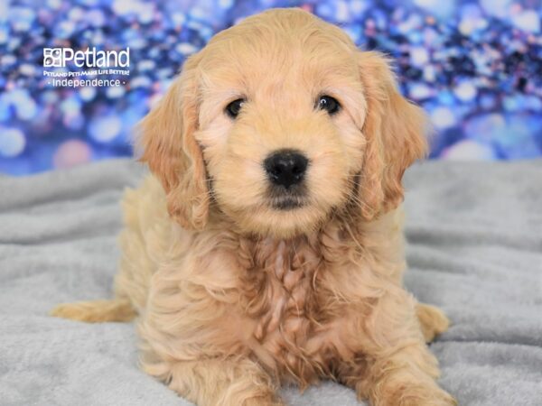 Miniature Goldendoodle DOG Female Golden 2420 Petland Independence, Missouri