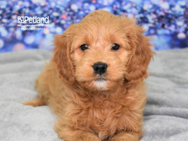 Miniature Goldendoodle DOG Female Red 2421 Petland Independence, Missouri