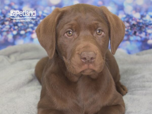 Labrador Retriever DOG Female Chocolate 2424 Petland Independence, Missouri