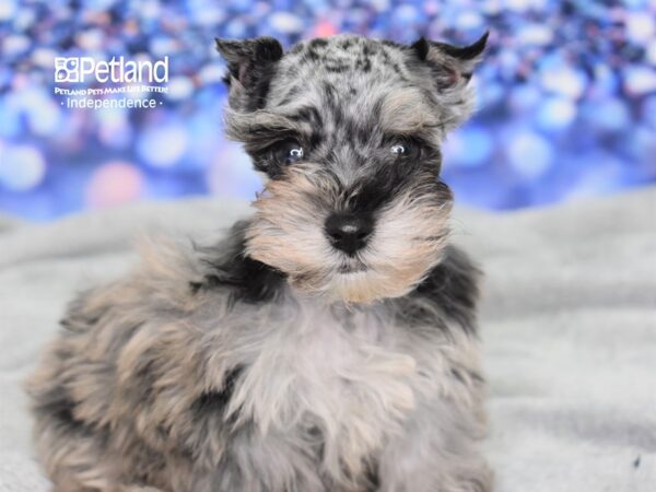 Miniature Schnauzer DOG Male Blue Merle 2427 Petland Independence, Missouri