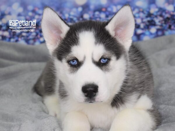 Siberian Husky DOG Female Black & White 2426 Petland Independence, Missouri