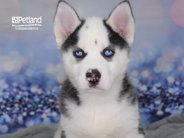 Siberian Husky DOG Male Black & White 2425 Petland Independence, Missouri