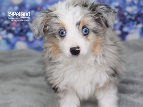 Toy Australian Shepherd DOG Female Blue Merle 2428 Petland Independence, Missouri