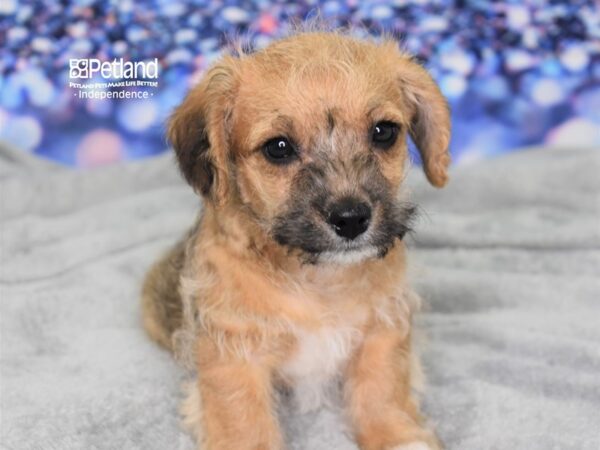 Rat Terrier Poodle Mix Puppy Dark Brown ID 2423 Located at Petland Independence Missouri
