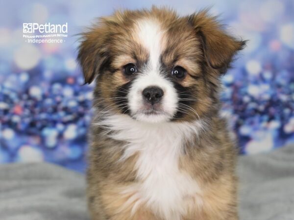 Toy Australian Shepherd DOG Female Sable 2431 Petland Independence, Missouri