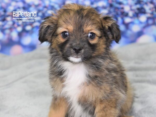 Toy Australian Shepherd DOG Female Sable 2429 Petland Independence, Missouri