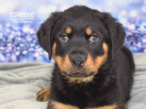 Rottweiler DOG Male Black and Rust 2454 Petland Independence, Missouri