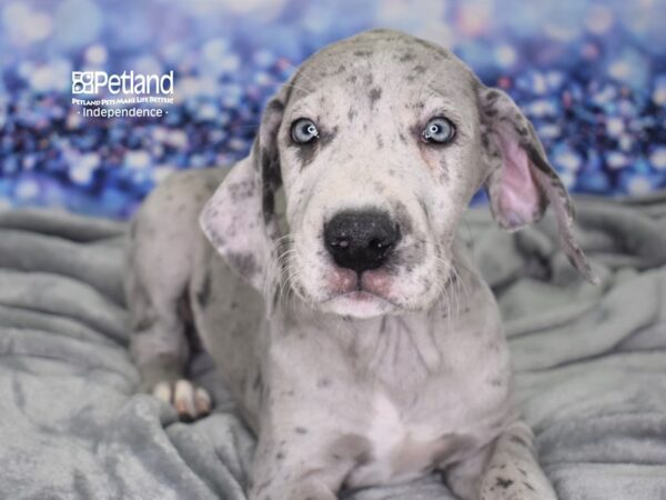 Great Dane DOG Female Merle 2453 Petland Independence, Missouri