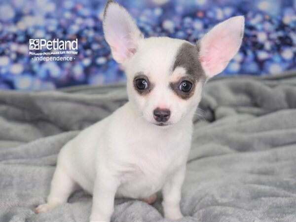 Chihuahua DOG Male Blue and White 2452 Petland Independence, Missouri