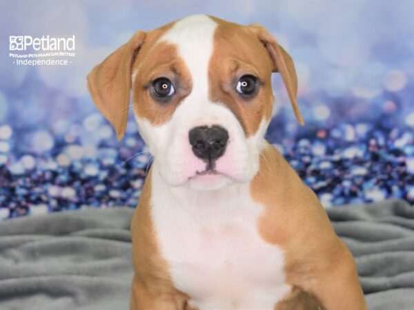 American Bulldog DOG Female White and Red 2451 Petland Independence, Missouri