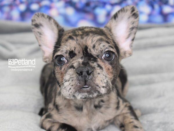 French Bulldog DOG Female Blue Merle 2450 Petland Independence, Missouri