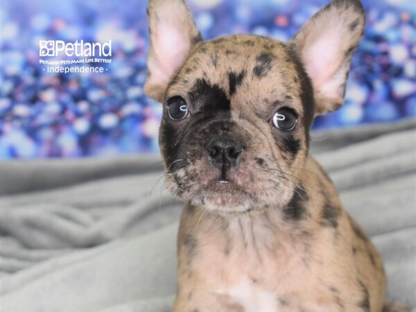 French Bulldog-DOG-Male-Chocolate Merle-2449-Petland Independence, Missouri