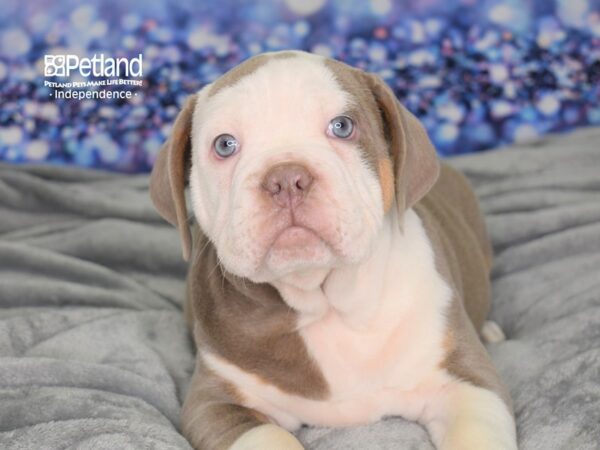 Olde English Bulldogge-DOG-Male-Lilac & White-2448-Petland Independence, Missouri