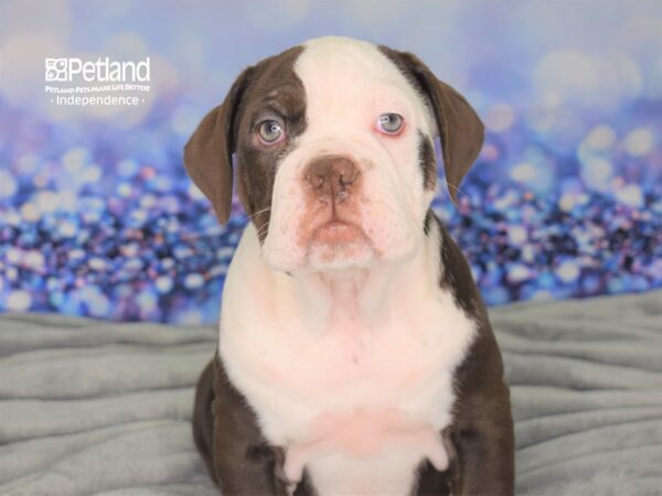 Olde English Bulldogge-DOG-Female-Chocolate & White-2447-Petland Independence, Missouri