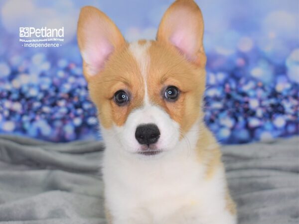 Pembroke Welsh Corgi DOG Female Red and White 2444 Petland Independence, Missouri