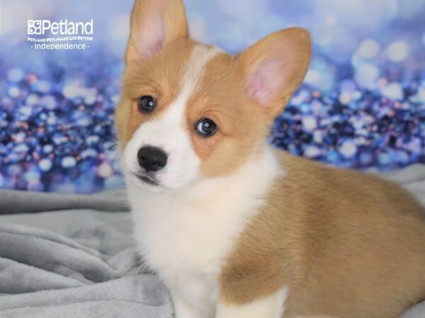 Pembroke Welsh Corgi DOG Male Red and White 2443 Petland Independence, Missouri