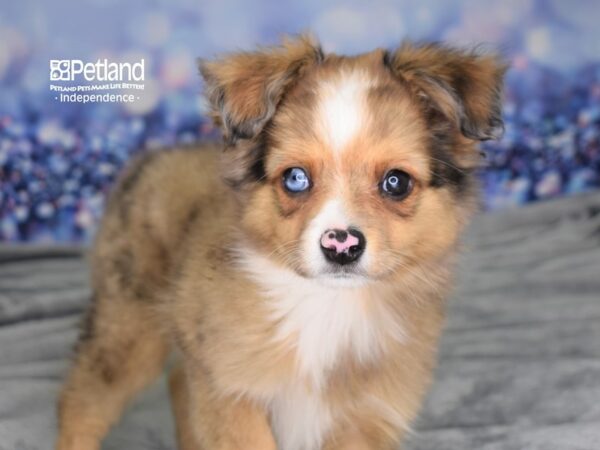 Toy Australian Shepherd DOG Male Red Merle 2442 Petland Independence, Missouri