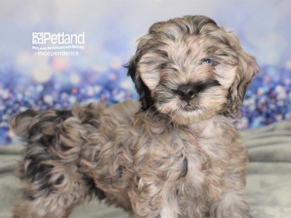 Cocka Poo-DOG-Female-Blue Roan-2439-Petland Independence, Missouri