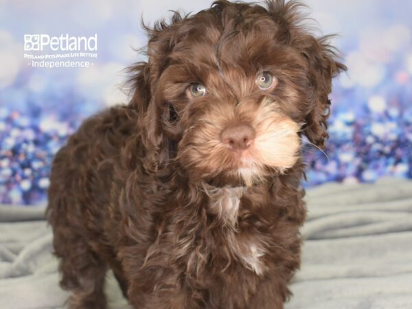 Cocka Poo-DOG-Male-Chocolate-2438-Petland Independence & Lee's Summit, MO
