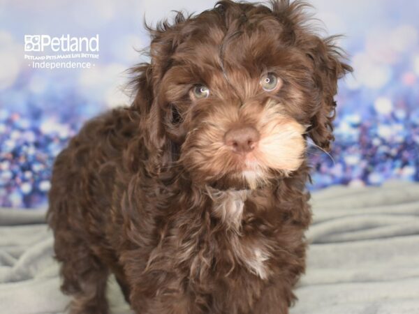 Cocka Poo DOG Male Chocolate 2438 Petland Independence, Missouri