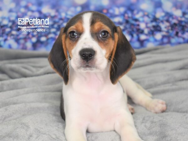 Beagle DOG Female Tri 2434 Petland Independence, Missouri