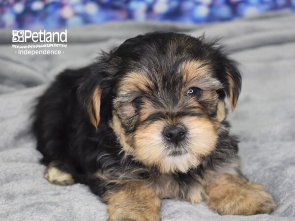 Morkie DOG Female Black & Tan 2433 Petland Independence, Missouri