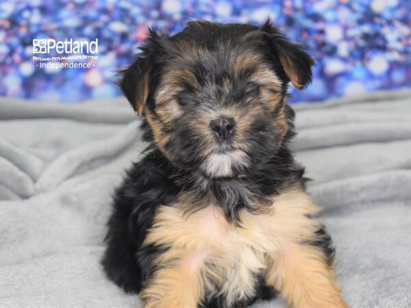 Morkie DOG Male Black & Tan 2432 Petland Independence, Missouri