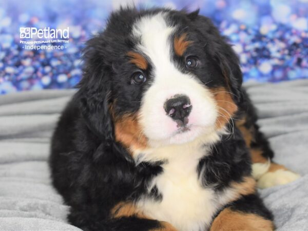 Bernese Mountain Dog DOG Male Black, Rust, & White 2446 Petland Independence, Missouri