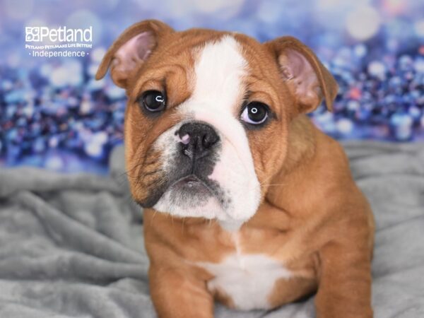 English Bulldog DOG Male Red and White 2437 Petland Independence, Missouri