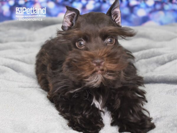 Miniature Schnauzer DOG Female Chocolate 2460 Petland Independence, Missouri