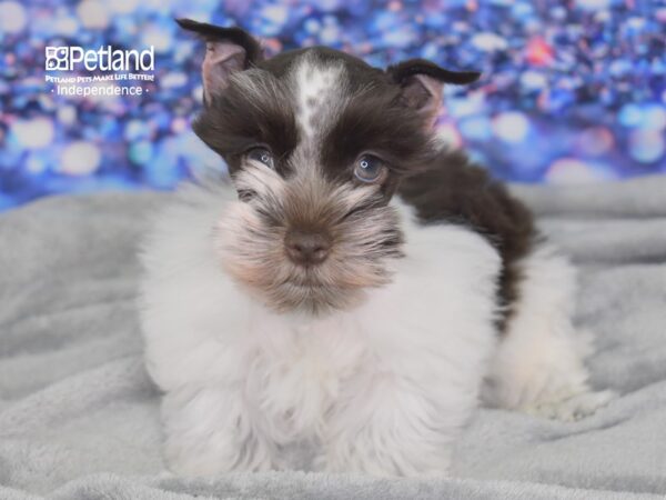 Miniature Schnauzer DOG Male Chocolate and White Parti 2461 Petland Independence, Missouri