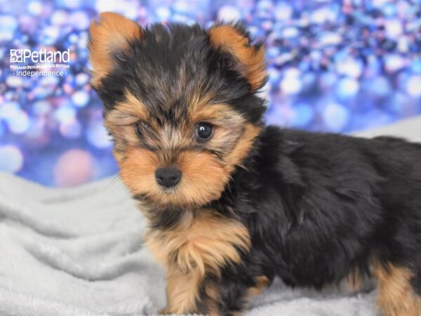 Yorkshire Terrier DOG Female Black and Gold 2469 Petland Independence, Missouri