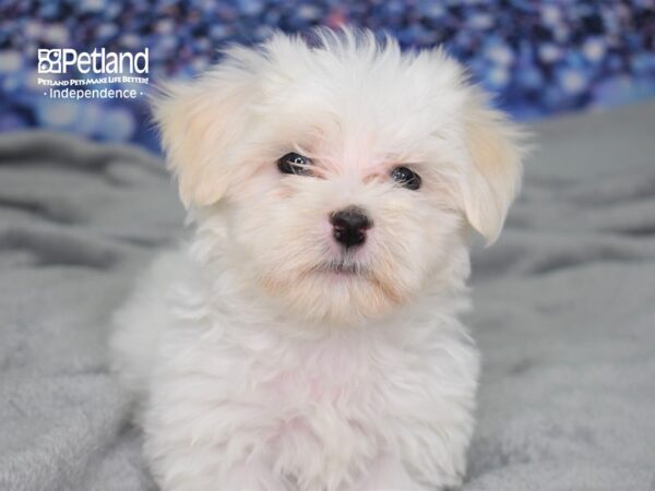 Maltese DOG Male White 2468 Petland Independence, Missouri