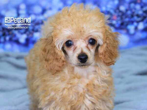 Toy Poodle-DOG-Male-Apricot-2463-Petland Independence & Lee's Summit, MO