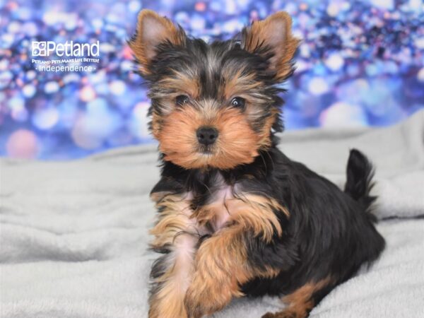 Yorkshire Terrier-DOG-Male-Black and Tan-2462-Petland Independence, Missouri