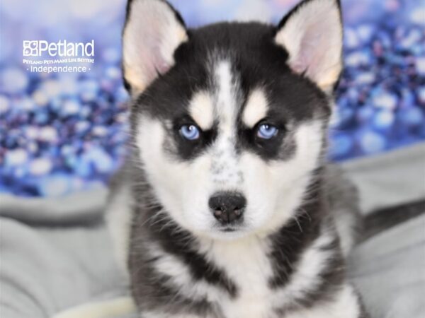 Siberian Husky DOG Female Black and White 2459 Petland Independence, Missouri