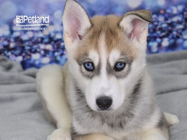 Siberian Husky-DOG-Female-Silver-2458-Petland Independence & Lee's Summit, MO
