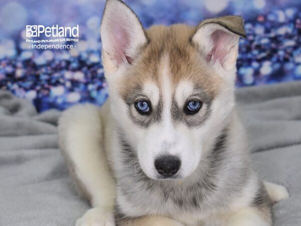 Siberian Husky DOG Female Silver 2458 Petland Independence, Missouri