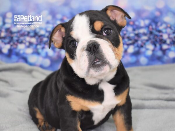 English Bulldog DOG Female Black and Tan 2456 Petland Independence & Lee's Summit, MO