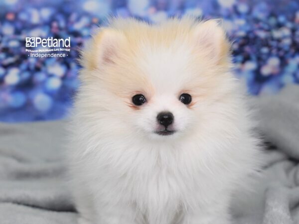 Pomeranian DOG Female Cream and White Parti 2466 Petland Independence, Missouri