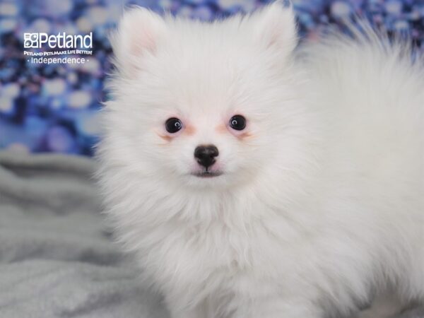 Pomeranian DOG Male White 2467 Petland Independence, Missouri