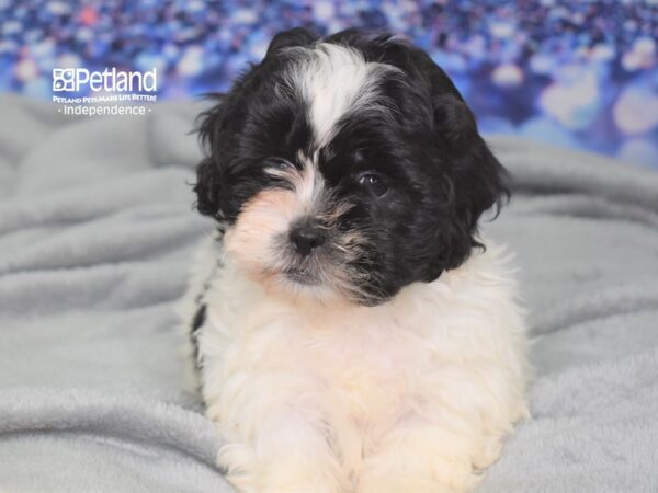 Shih Poo-DOG-Female-Black and White-2480-Petland Independence & Lee's Summit, MO