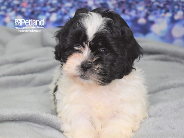 Shih Poo DOG Female Black and White 2480 Petland Independence, Missouri