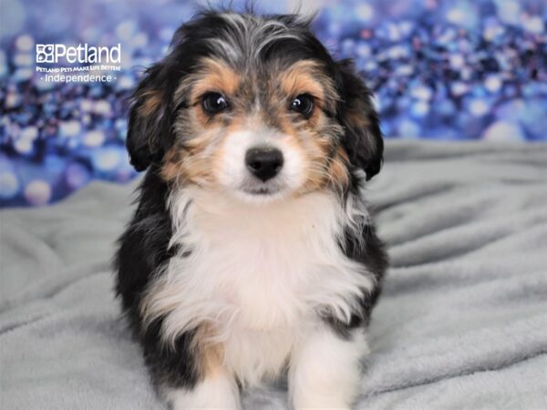 Miniature Aussiedoodle-DOG-Male-Black and White-2478-Petland Independence, Missouri