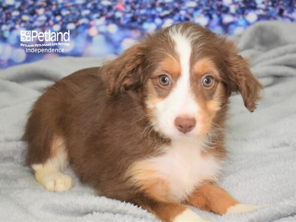 Miniature Aussiedoodle DOG Male Red and White 2477 Petland Independence, Missouri